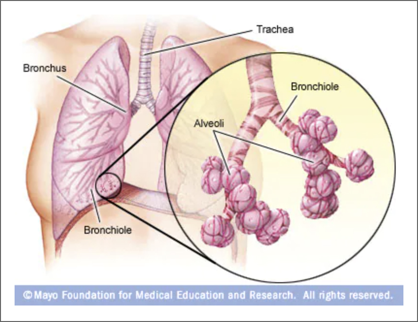 Mayo Clinic Link Image